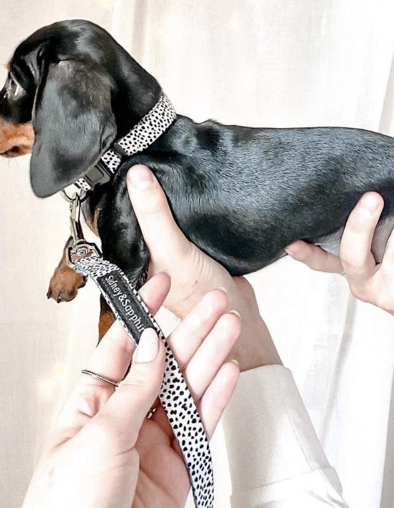 S&S - Collier pour chien « Dotty Dexter »