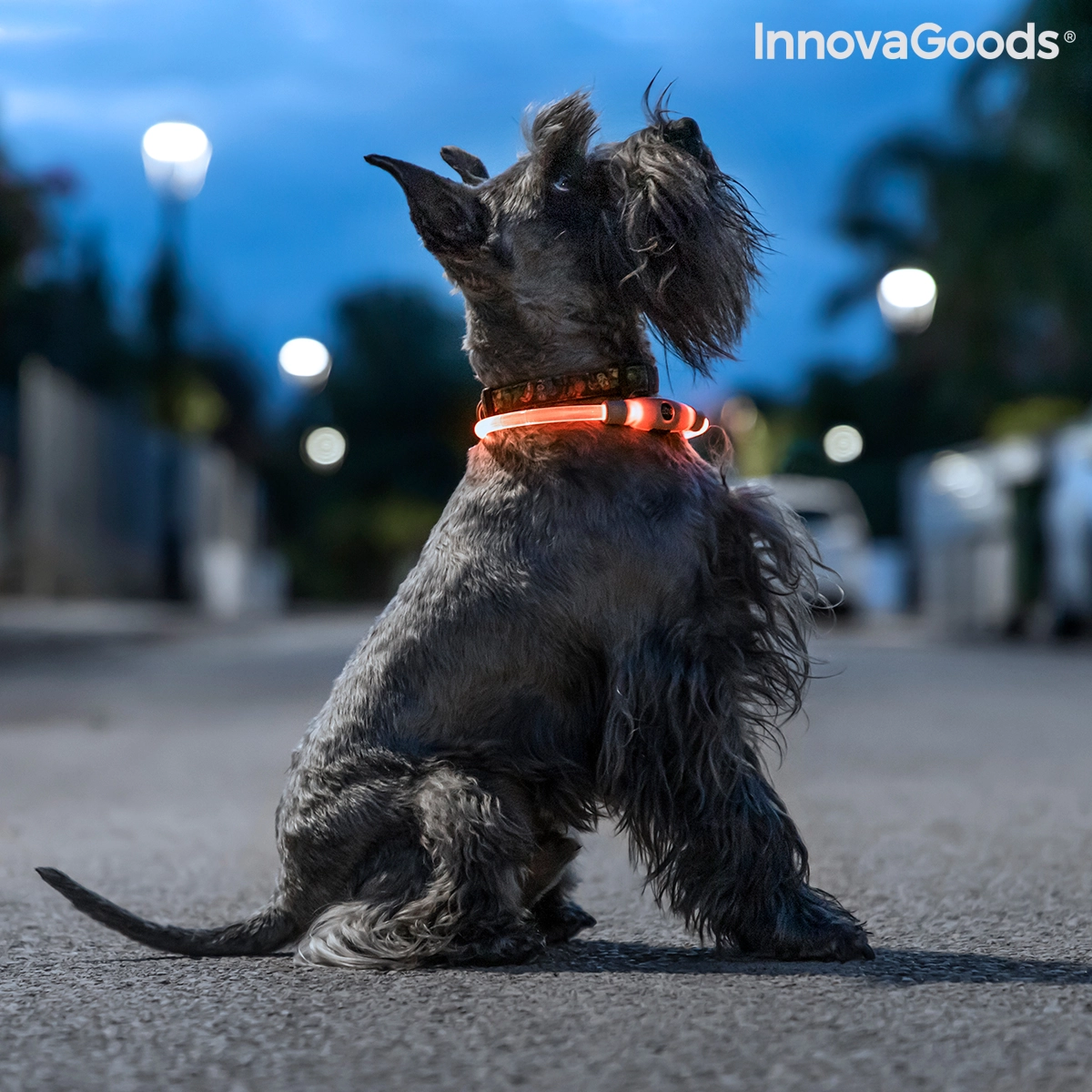 InnovaGoods - Collier pour animaux de compagnie à LED