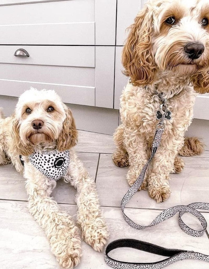 S&S - Collier pour chien « Dotty Dexter »