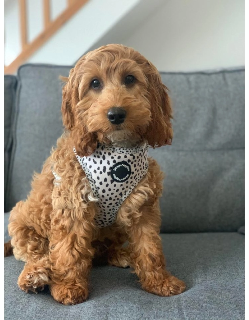 S&S - Harnais pour chien « Dotty Dexter »