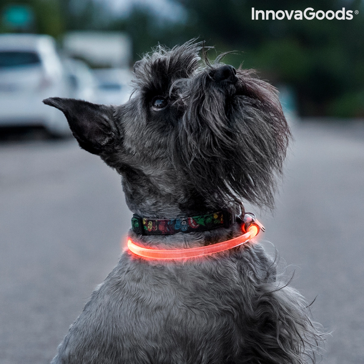 InnovaGoods - Collier pour animaux de compagnie à LED