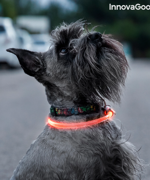 InnovaGoods - Collier pour animaux de compagnie à LED